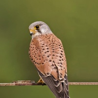 Kestrel